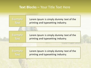 Senses Concept Rhythm PowerPoint Template