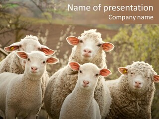 Nature Mob Ovine PowerPoint Template