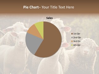 Nature Mob Ovine PowerPoint Template