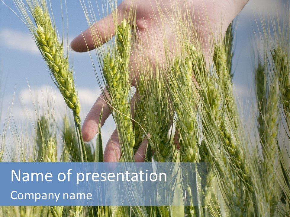 Cereals Grain Health PowerPoint Template