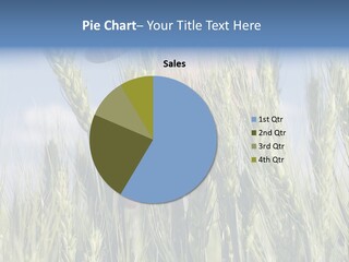 Cereals Grain Health PowerPoint Template