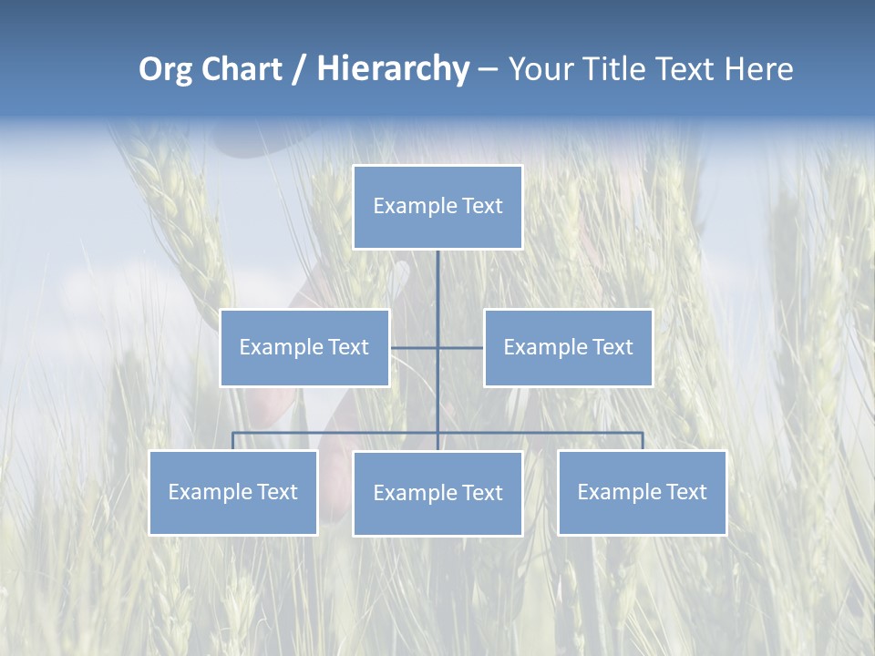 Cereals Grain Health PowerPoint Template