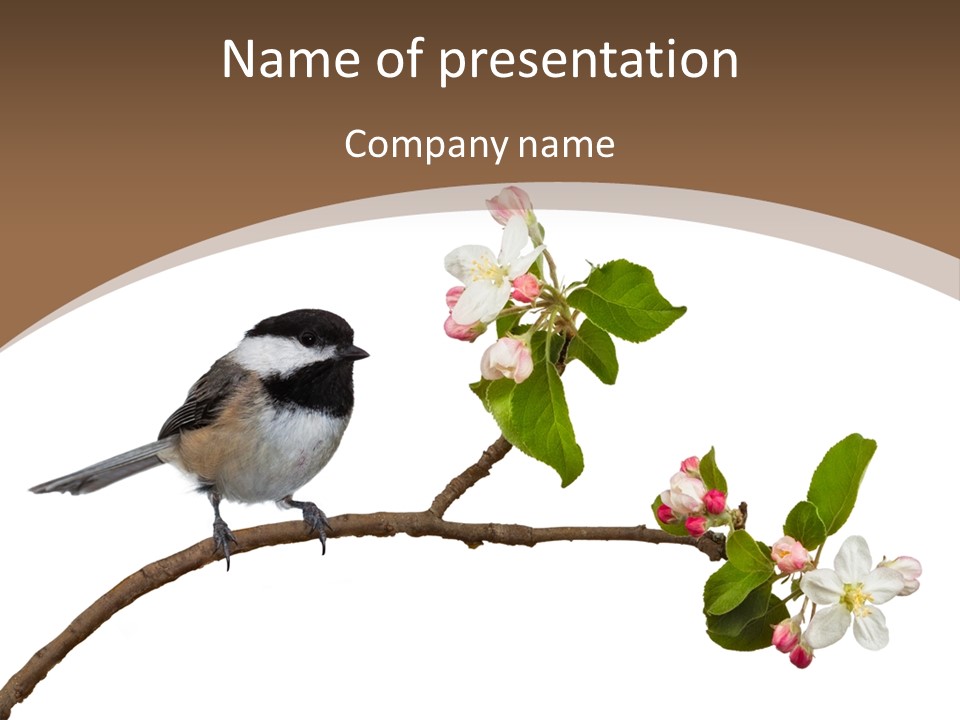 Flight Birding Bill PowerPoint Template