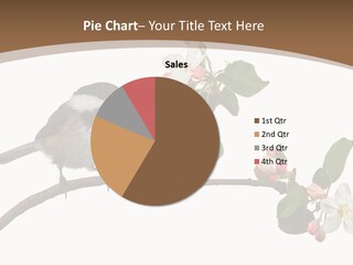 Flight Birding Bill PowerPoint Template