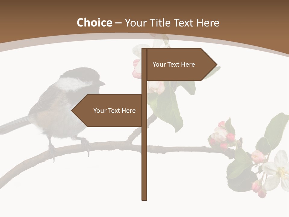 Flight Birding Bill PowerPoint Template