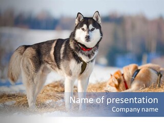 Dog Fur Snow PowerPoint Template