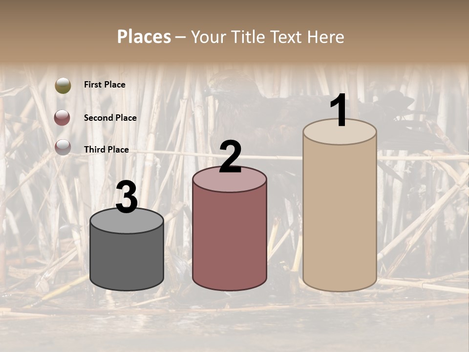 Harrier Brown Predator PowerPoint Template