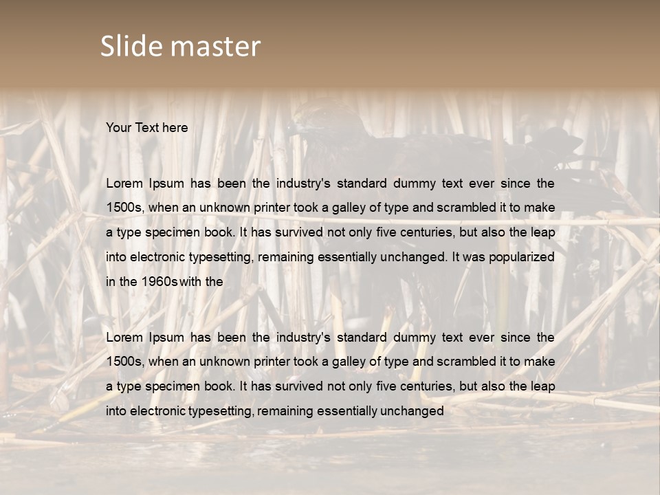 Harrier Brown Predator PowerPoint Template