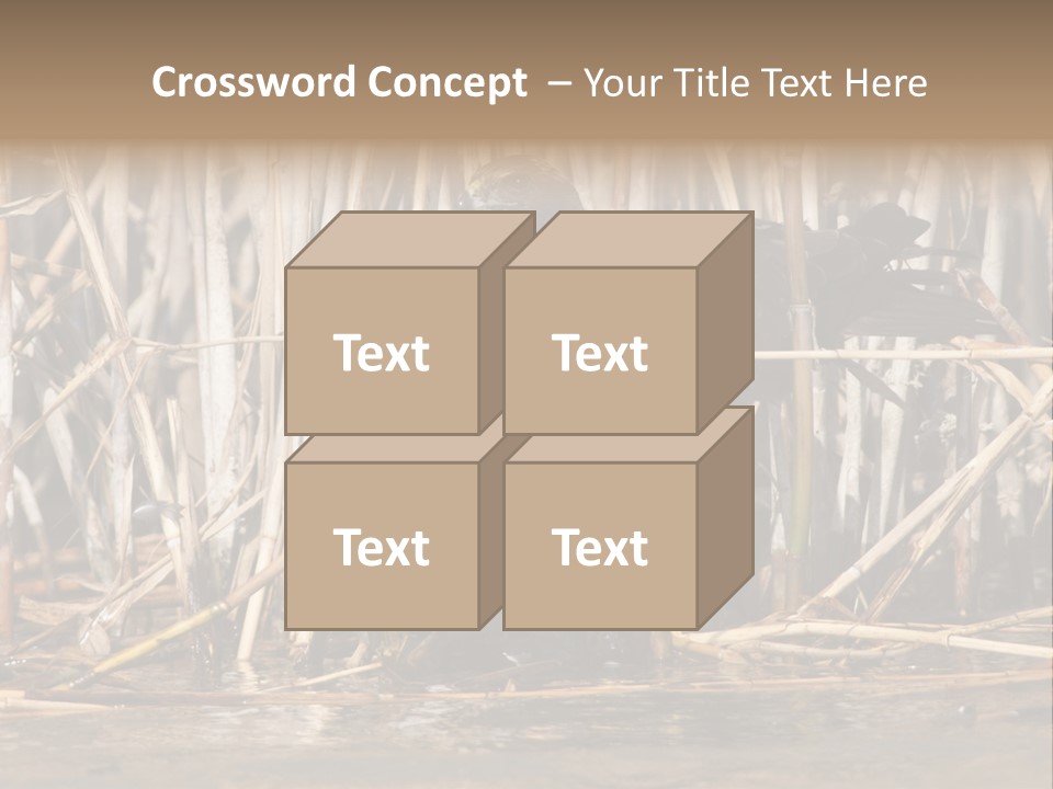 Harrier Brown Predator PowerPoint Template