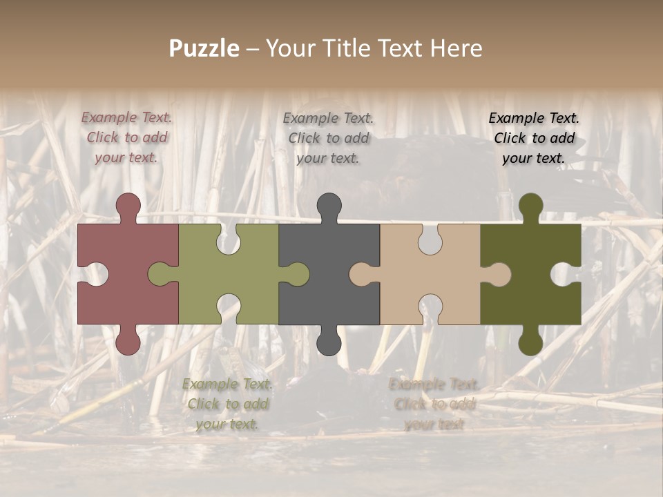 Harrier Brown Predator PowerPoint Template