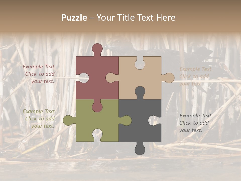 Harrier Brown Predator PowerPoint Template