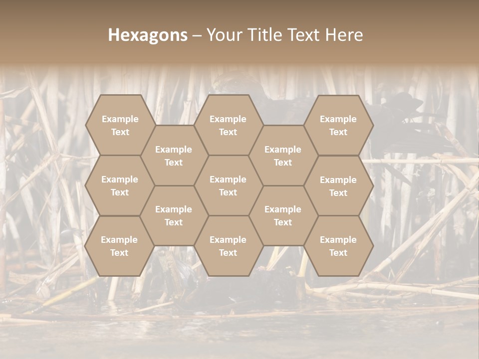 Harrier Brown Predator PowerPoint Template