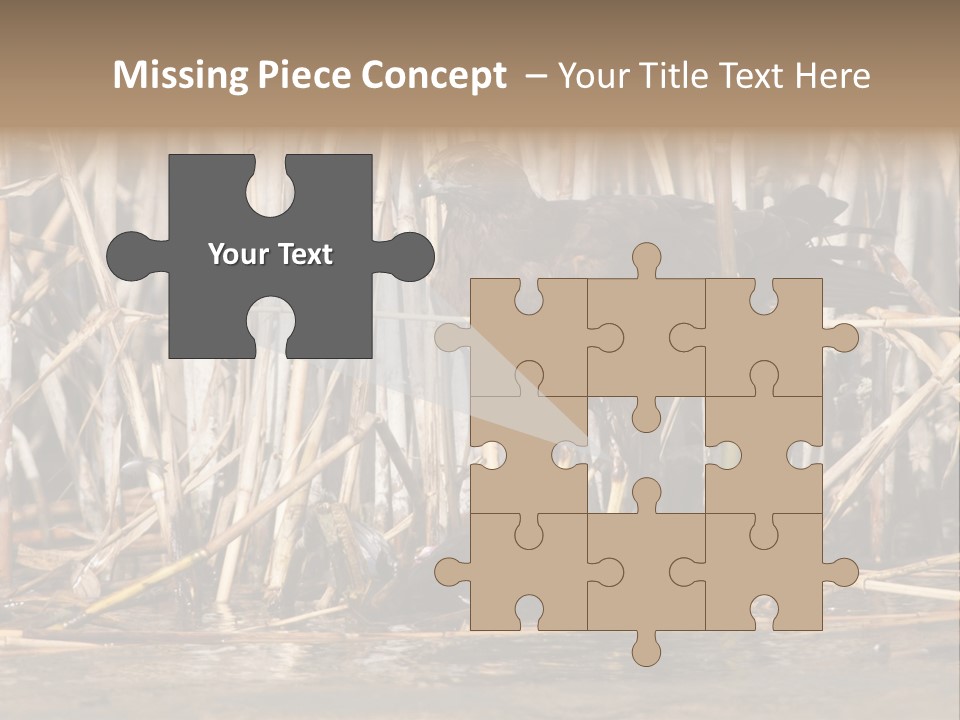 Harrier Brown Predator PowerPoint Template