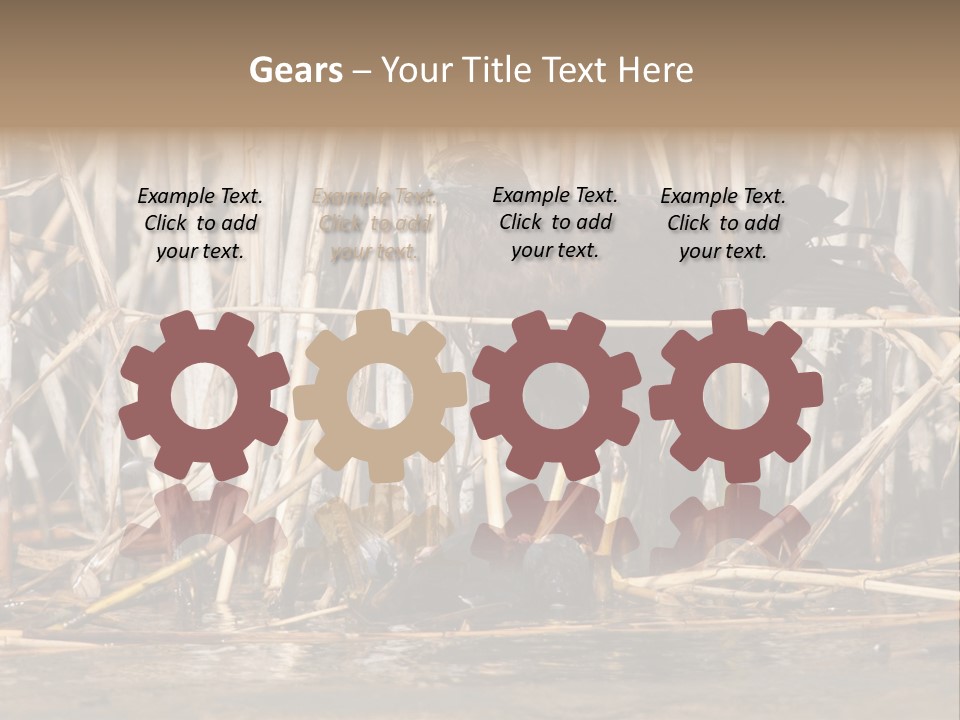 Harrier Brown Predator PowerPoint Template