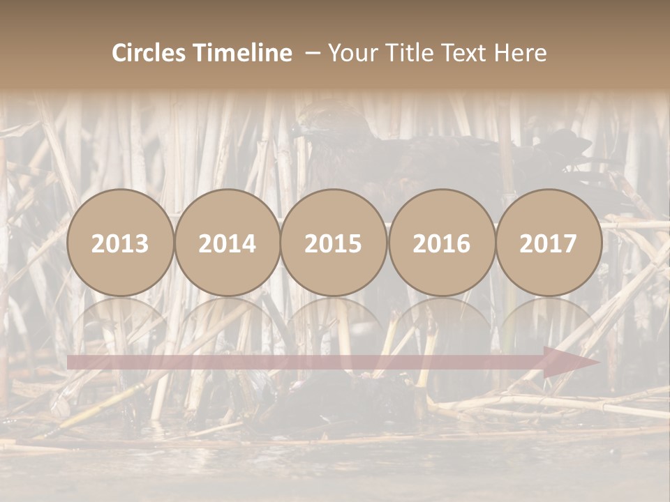 Harrier Brown Predator PowerPoint Template