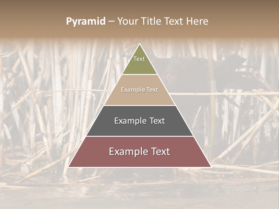 Harrier Brown Predator PowerPoint Template