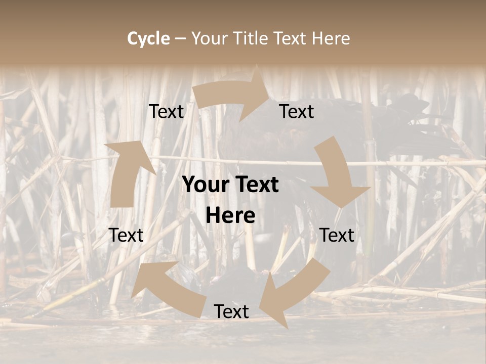 Harrier Brown Predator PowerPoint Template