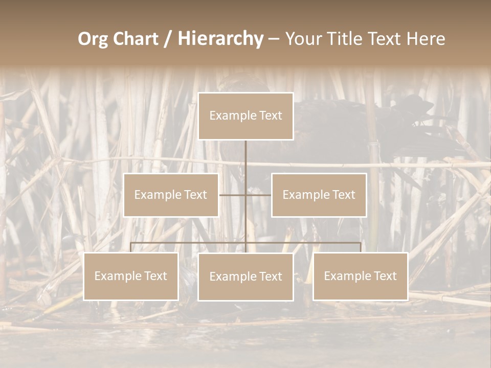 Harrier Brown Predator PowerPoint Template