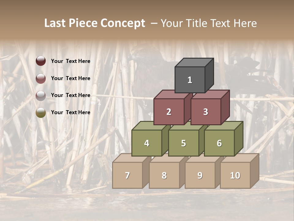 Harrier Brown Predator PowerPoint Template