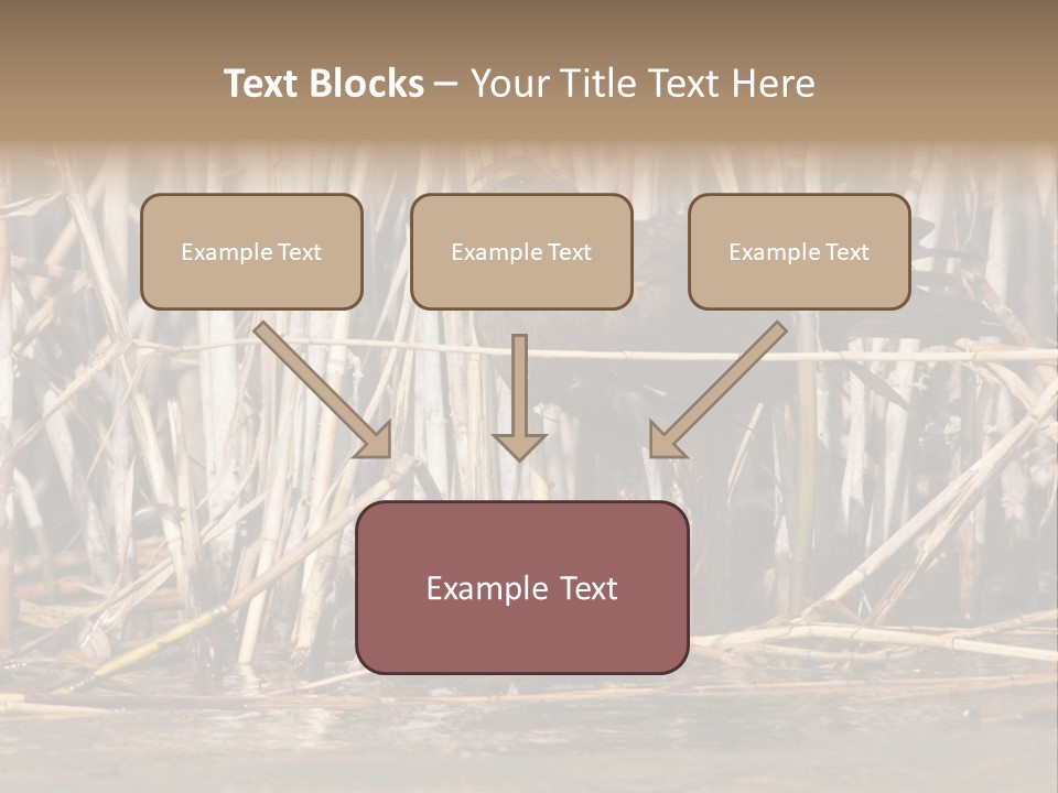 Harrier Brown Predator PowerPoint Template