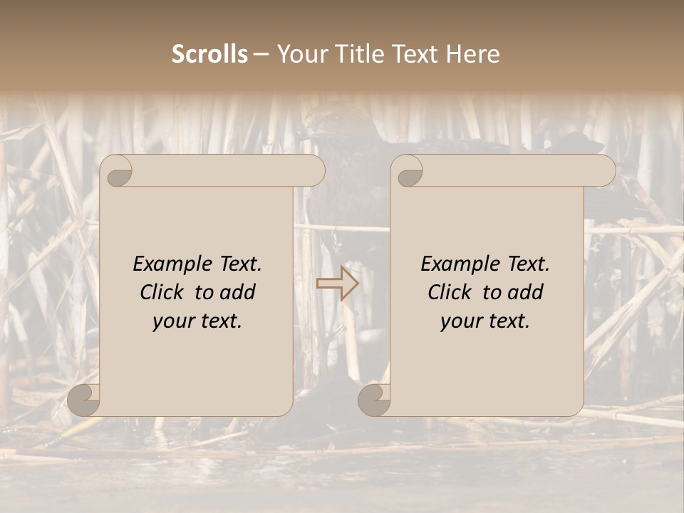 Harrier Brown Predator PowerPoint Template