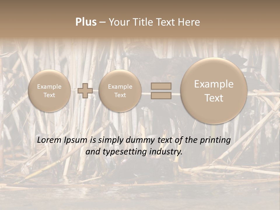 Harrier Brown Predator PowerPoint Template