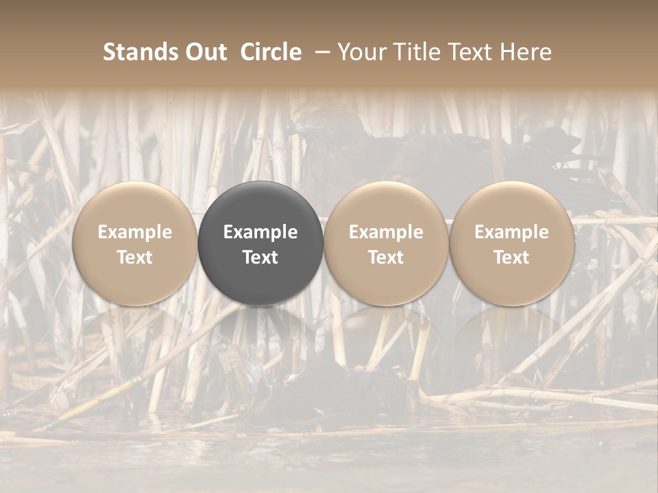 Harrier Brown Predator PowerPoint Template