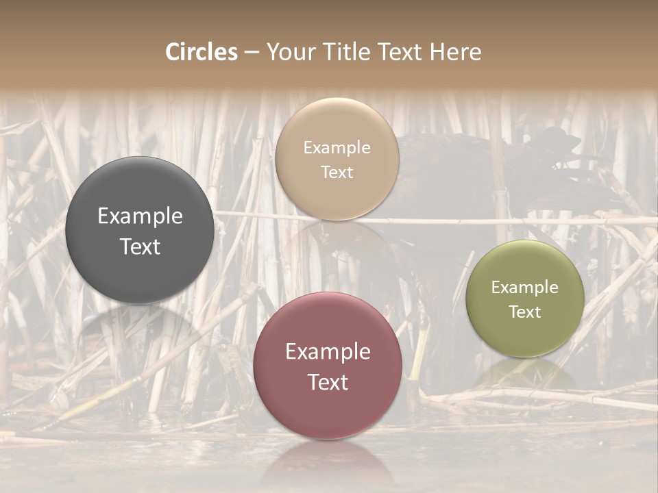 Harrier Brown Predator PowerPoint Template