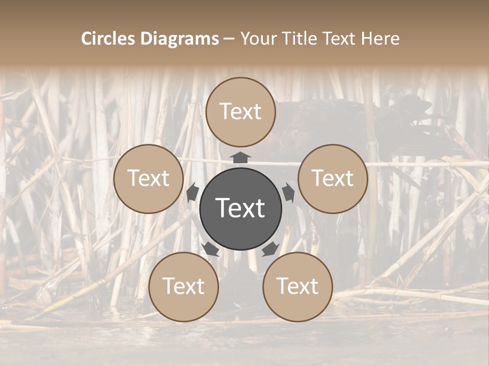 Harrier Brown Predator PowerPoint Template