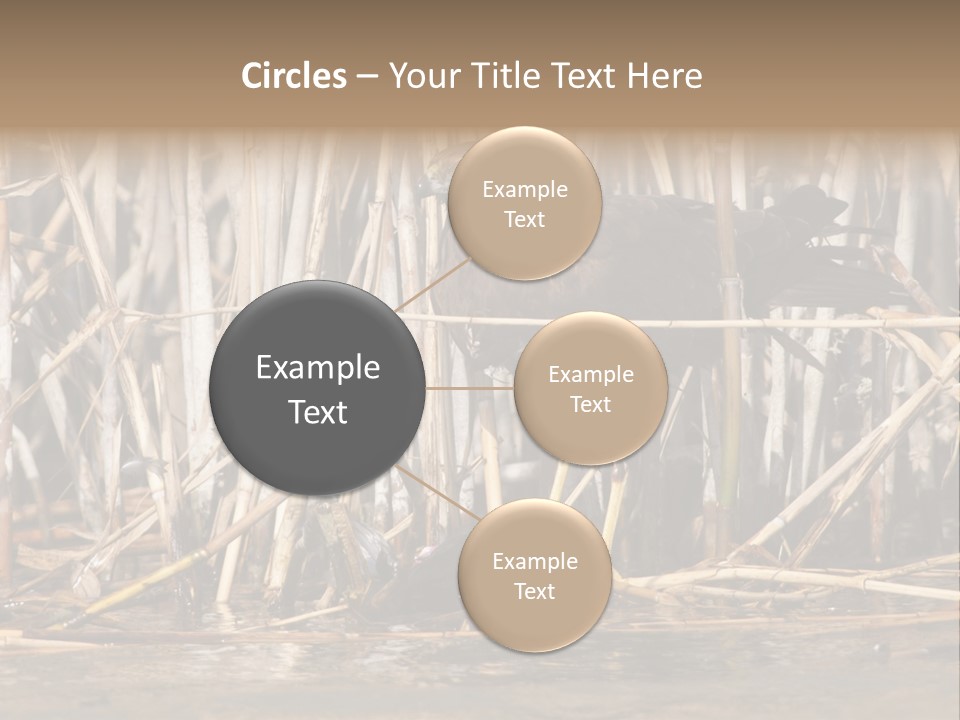 Harrier Brown Predator PowerPoint Template