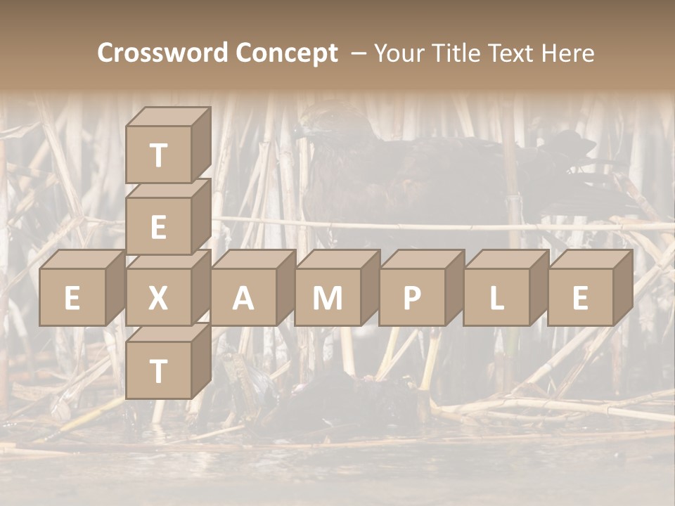Harrier Brown Predator PowerPoint Template