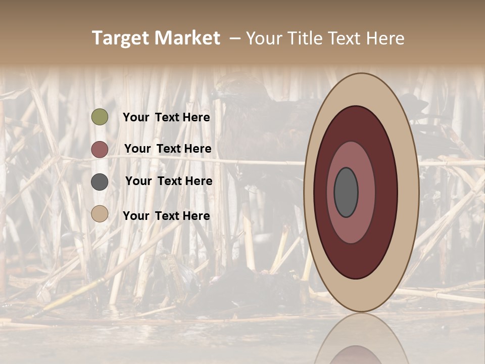 Harrier Brown Predator PowerPoint Template