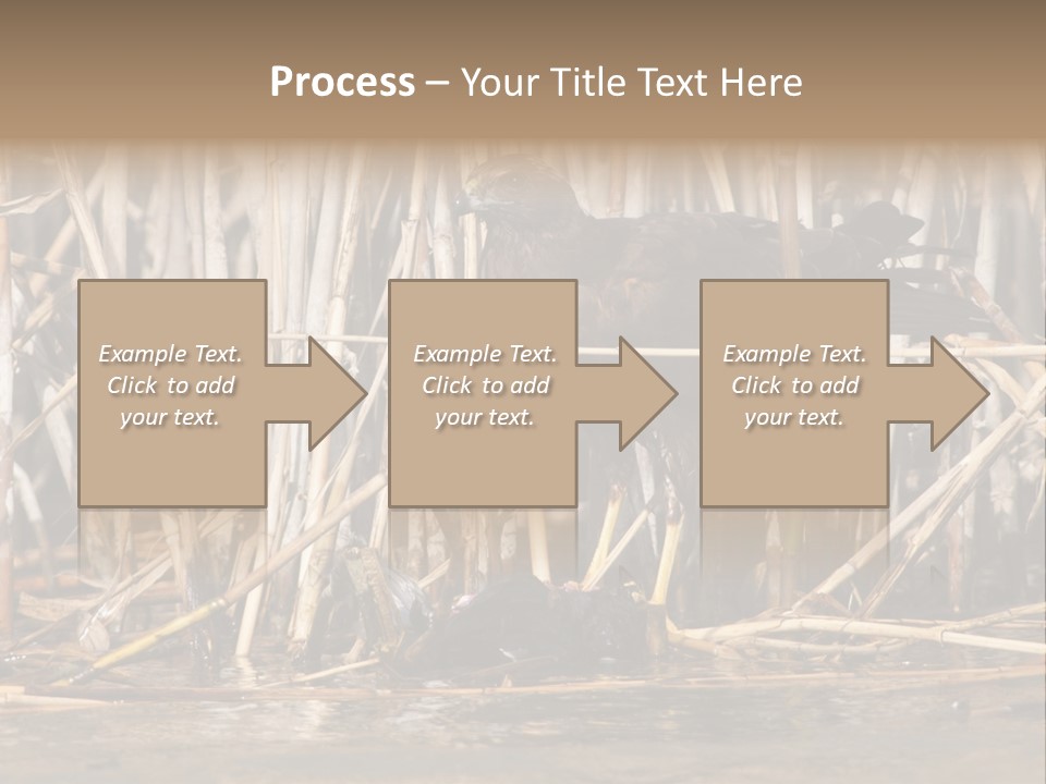 Harrier Brown Predator PowerPoint Template