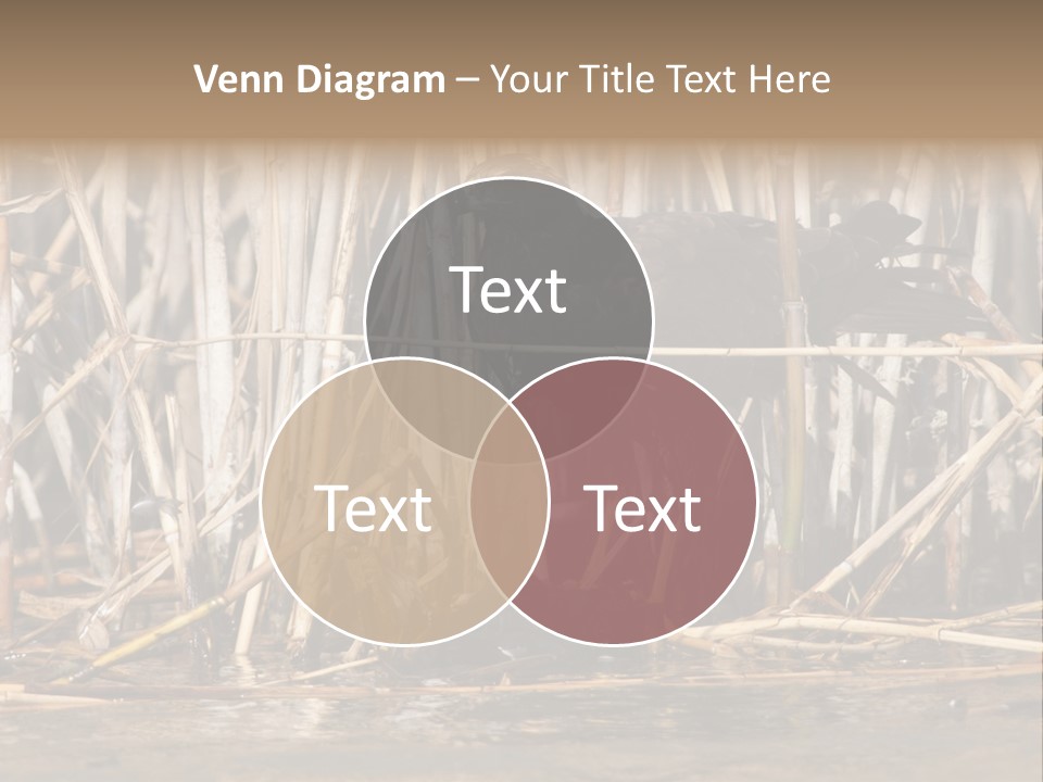 Harrier Brown Predator PowerPoint Template