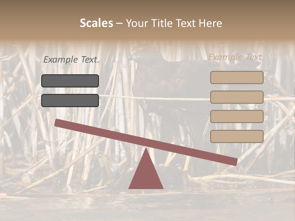 Harrier Brown Predator PowerPoint Template