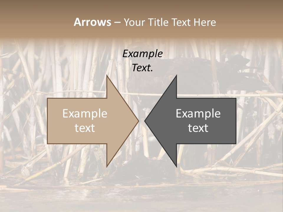 Harrier Brown Predator PowerPoint Template