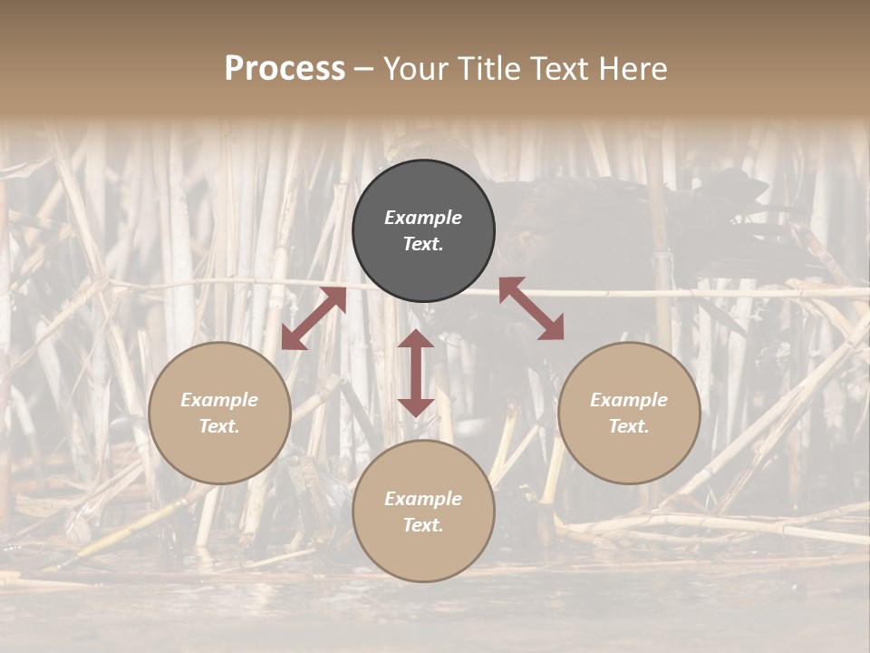 Harrier Brown Predator PowerPoint Template