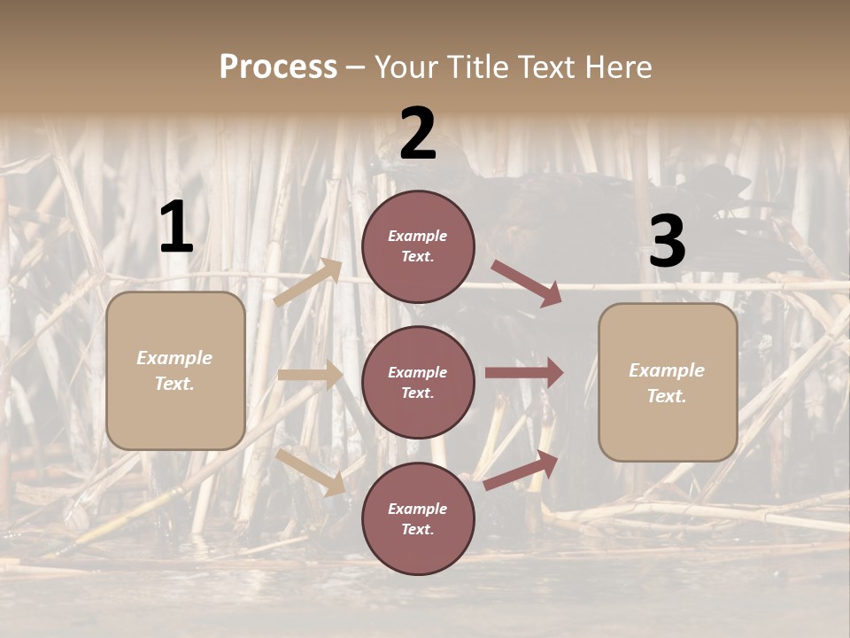 Harrier Brown Predator PowerPoint Template