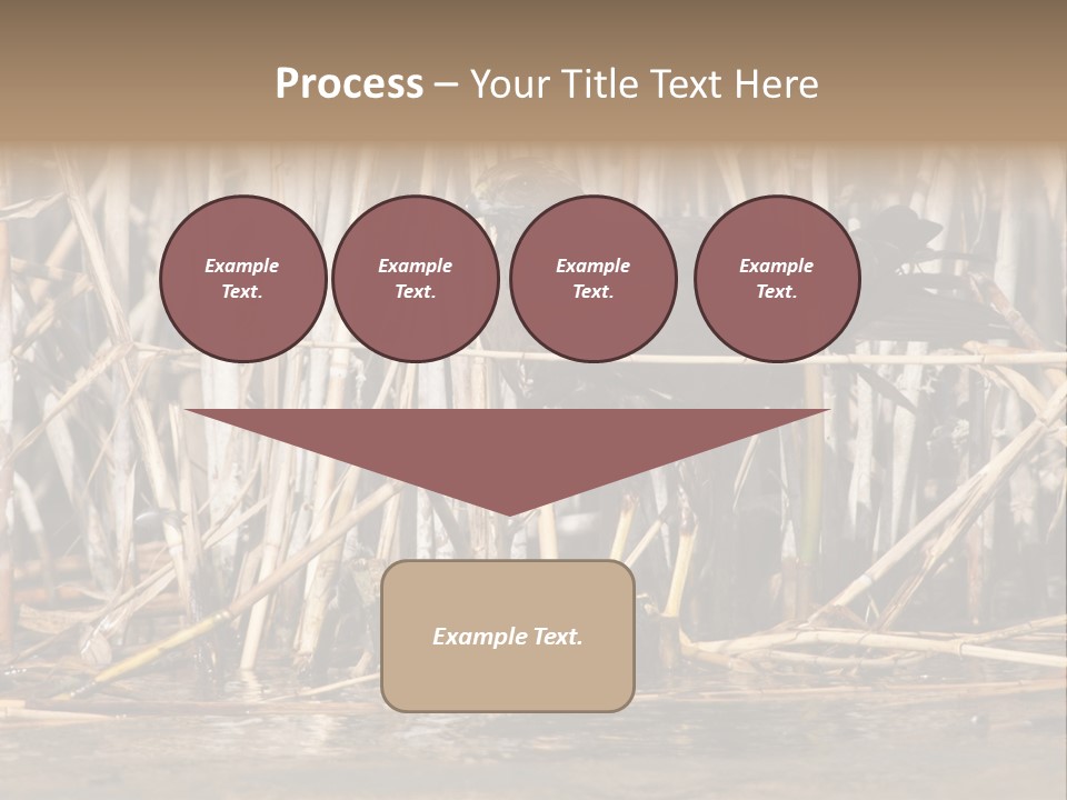 Harrier Brown Predator PowerPoint Template