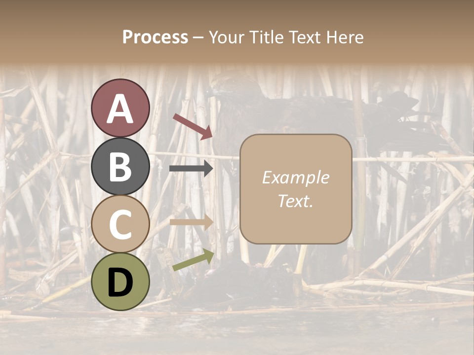 Harrier Brown Predator PowerPoint Template