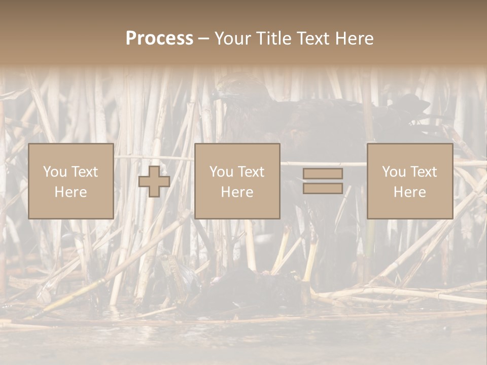 Harrier Brown Predator PowerPoint Template
