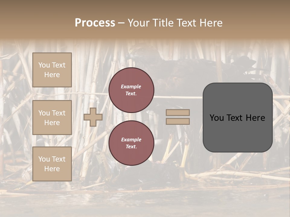Harrier Brown Predator PowerPoint Template