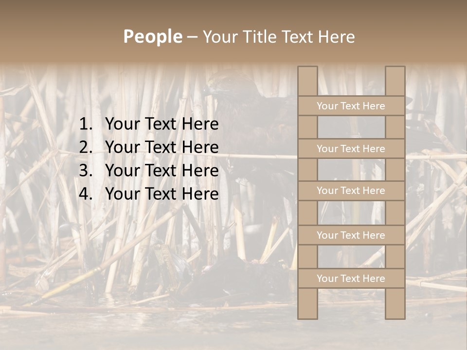 Harrier Brown Predator PowerPoint Template