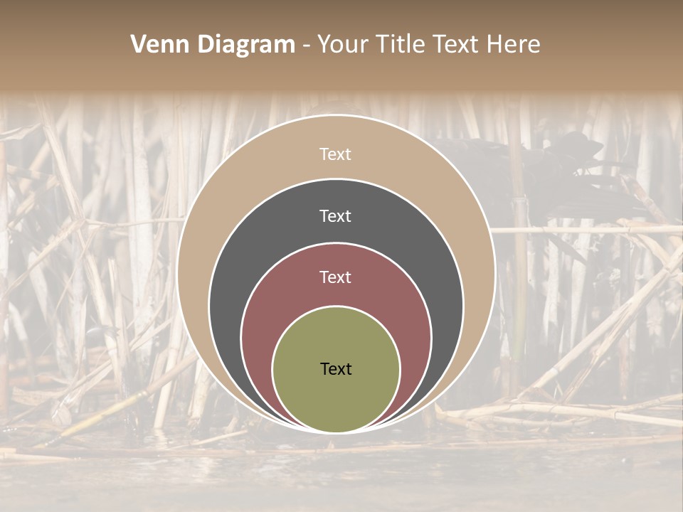 Harrier Brown Predator PowerPoint Template