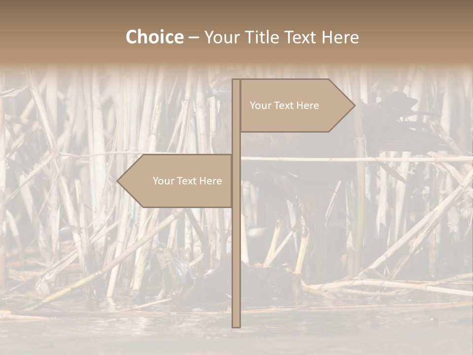 Harrier Brown Predator PowerPoint Template