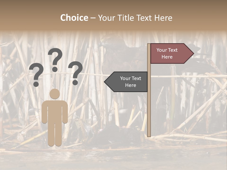 Harrier Brown Predator PowerPoint Template