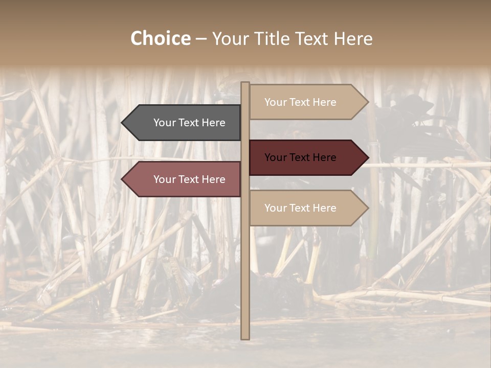Harrier Brown Predator PowerPoint Template