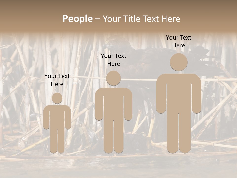 Harrier Brown Predator PowerPoint Template