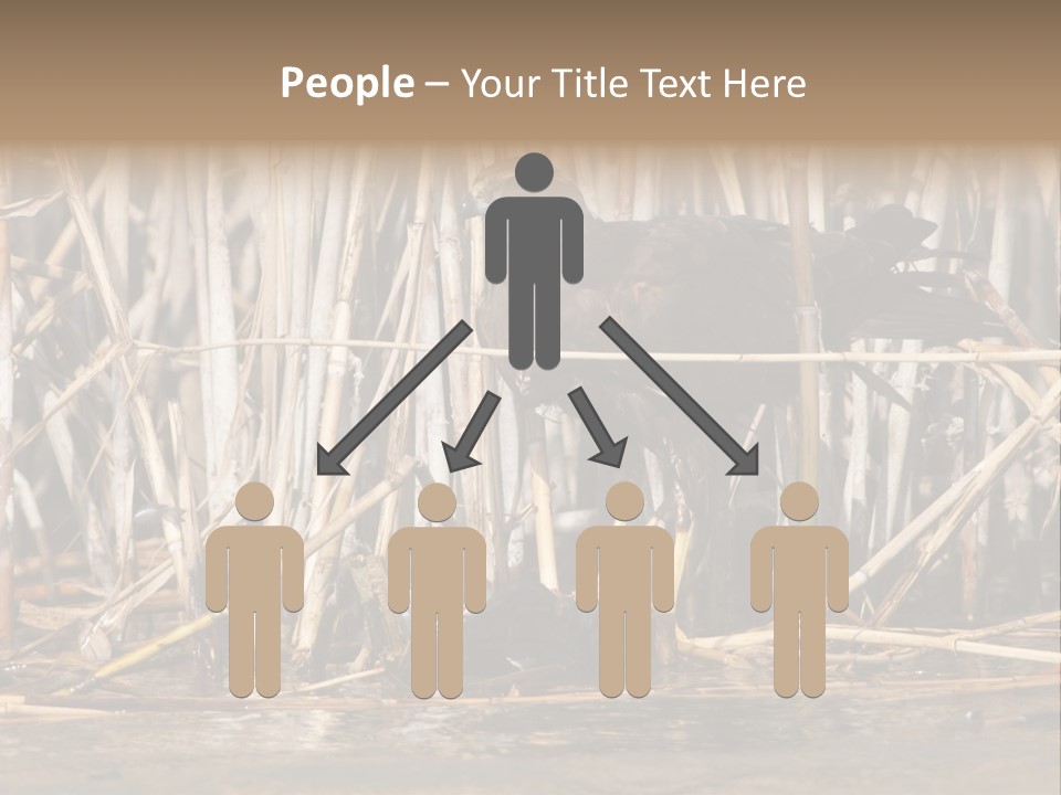 Harrier Brown Predator PowerPoint Template