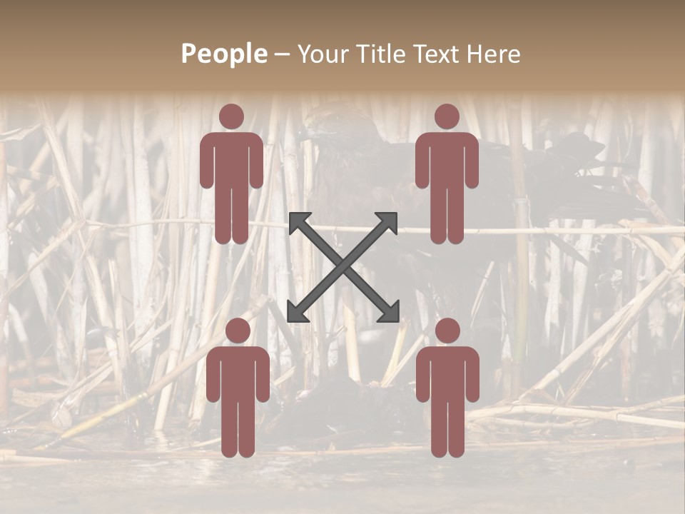 Harrier Brown Predator PowerPoint Template